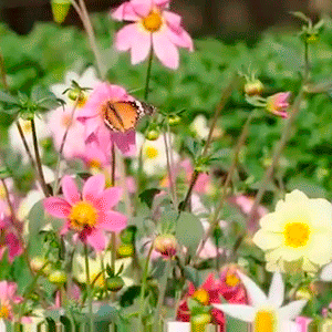 36 butterfly species have been spotted in the parc of the Sunder Nursery, Delhi